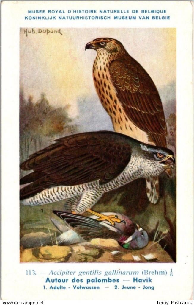 Havik – Nº 113 – Antique Belgian Museum History Print, Collections, Cartes postales | Animaux, Envoi, Non affranchie, Oiseaux