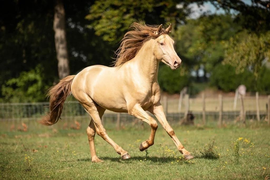 2 champagne hengsten ter dekking, Animaux & Accessoires, Chevaux, Étalon, Z