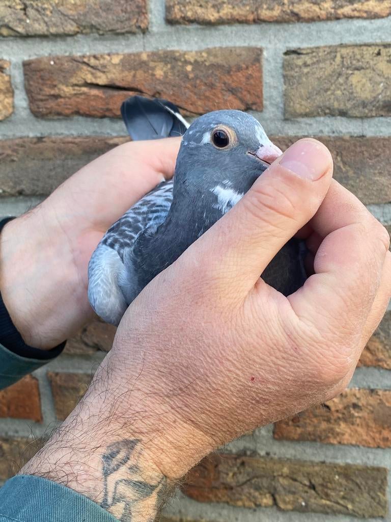 Jonge Jan Aarden duif, Dieren en Toebehoren, Vogels | Duiven, Mannelijk, Postduif