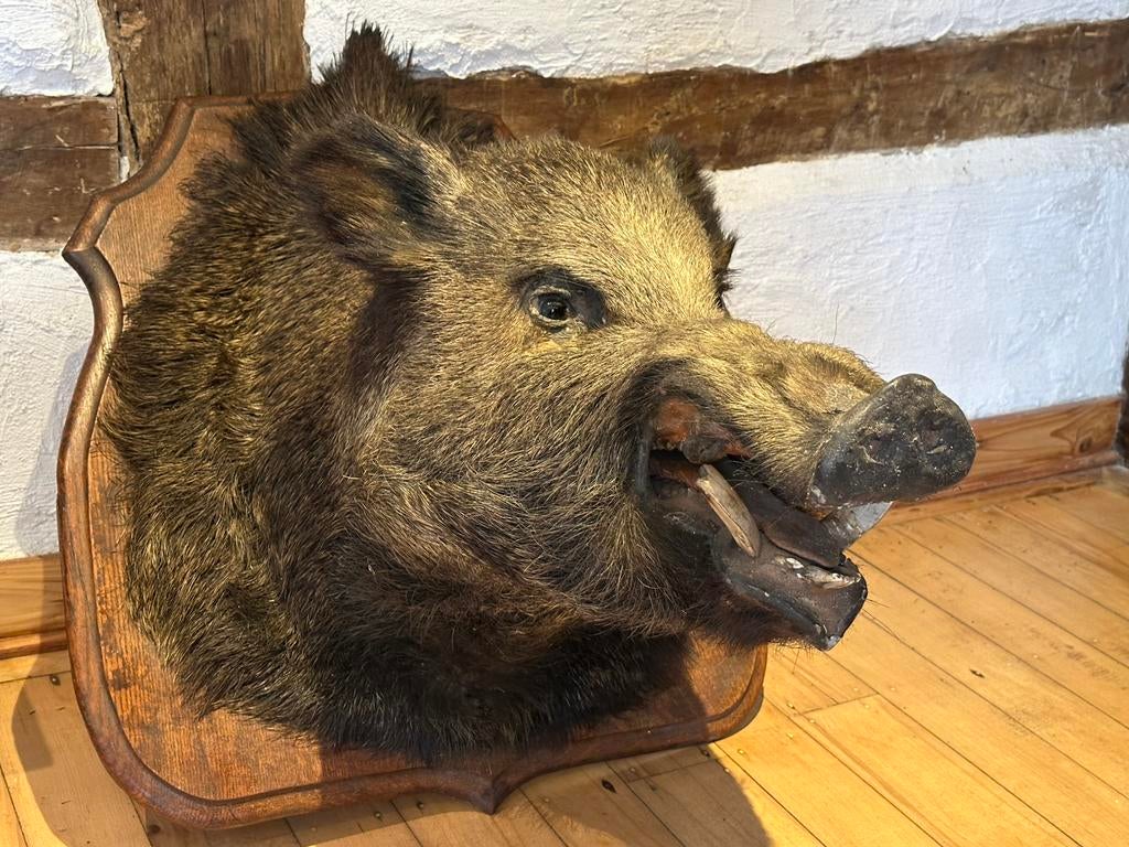 Opgezette everzwijnkop - om op te hangen - perfecte staat, Verzamelen, Dierenverzamelingen, Ophalen