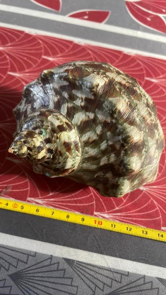 Schelpen, Ophalen of Verzenden, Schelp(en)