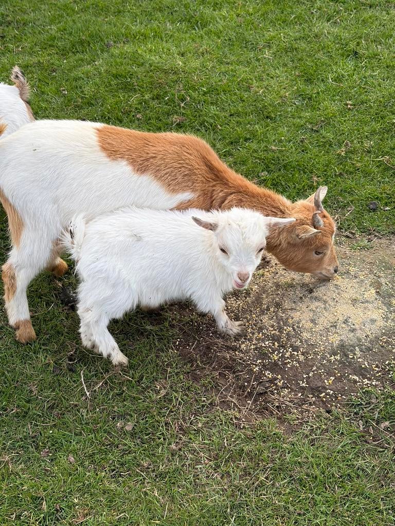 Jonge geitjes, Dieren en Toebehoren, Schapen, Geiten en Varkens, Vrouwelijk, Geit, 0 tot 2 jaar