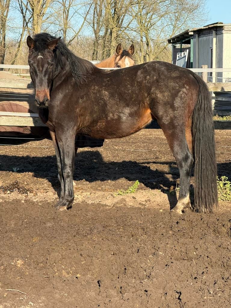 Sidekick Z, Animaux & Accessoires, Chevaux, Étalon, Non dressé, 165 à 170 cm, 3 à 6 ans, Cheval de saut, Avec pedigree, Avec puce électronique