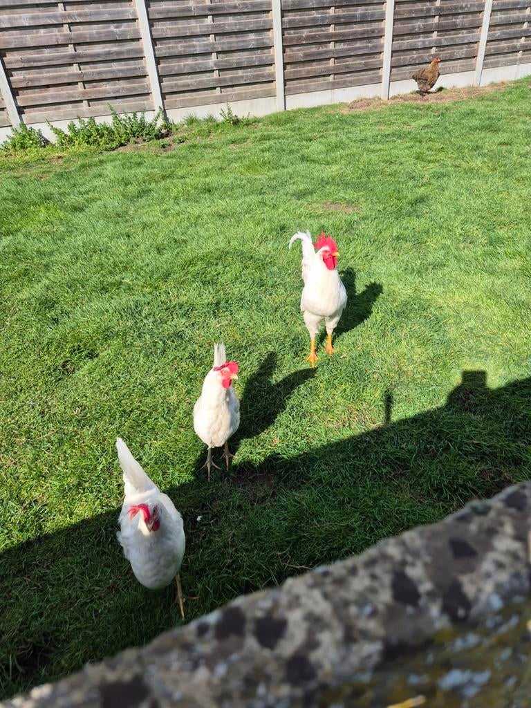 Broedeieren raszuivere witte leghorn, Dieren en Toebehoren, Pluimvee