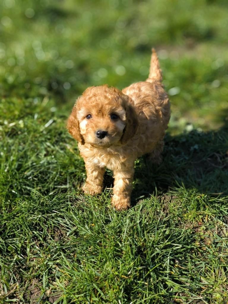 Prachtige Cockapoo pupjes bij ons geboren!!, Parvo, België, 8 tot 15 weken, Meerdere