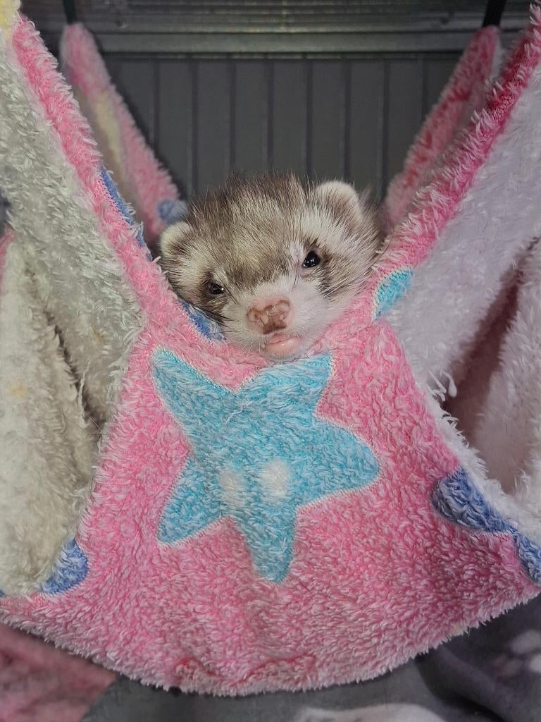 2 furets apprivoisés manuellement pour adoption, Animaux & Accessoires, Lapins, Femelle, 0 à 2 ans