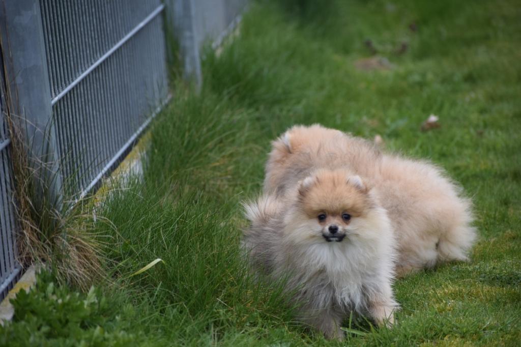 Pomeriaan , mini dwergkees, spitz ,keeshond pup, Keeshond, 15 weken tot 1 jaar, Buitenland, Parvo