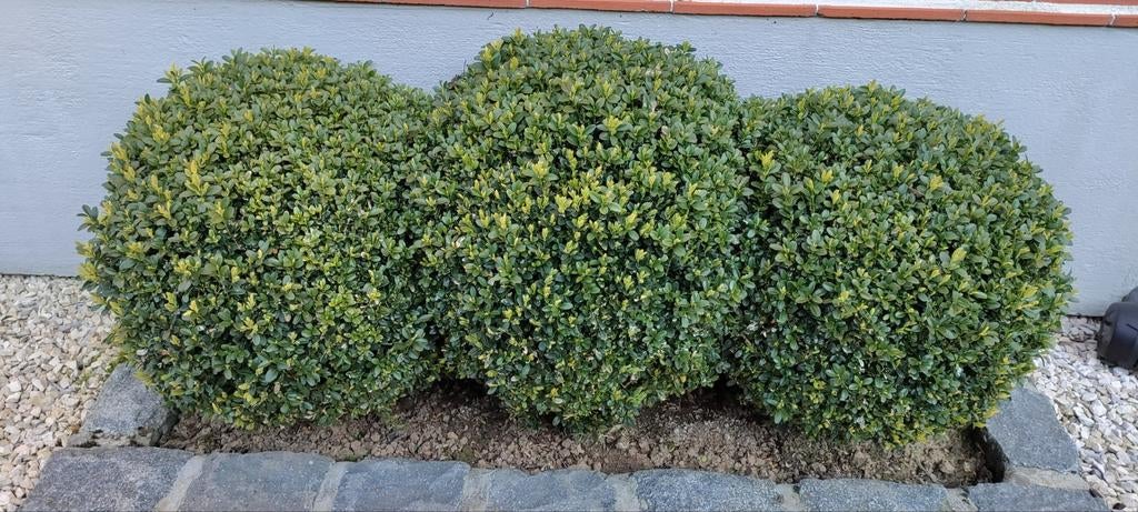 Buxus bollen, Tuin en Terras, Planten | Struiken en Hagen, Struik, Buxus, Minder dan 100 cm, Ophalen