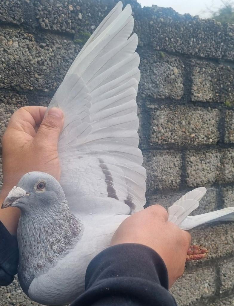 Pigeon de course super consanguin « KITTEL », Mâle, Pigeon voyageur