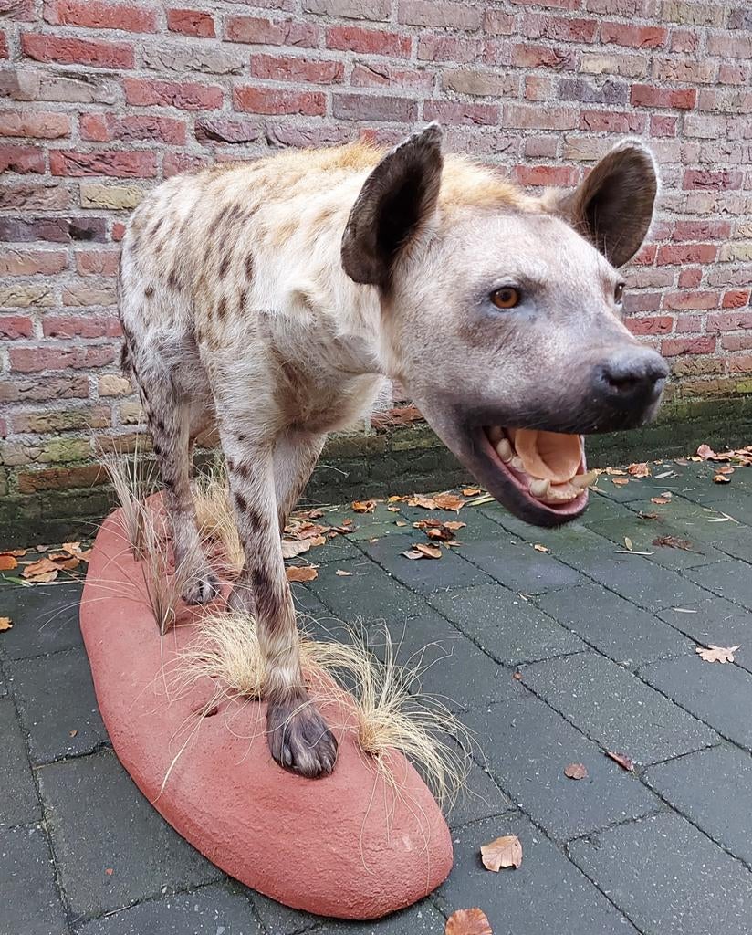 Opgezette hyena taxidermie opgezet afrika schedel curiosa, Ophalen, Wild dier, Opgezet dier