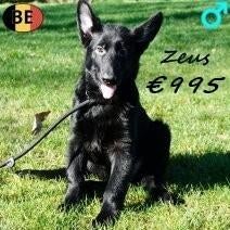 Zeus, magnifique Berger Allemand noir à vendre (belge), 15 semaines à 1 an, Commerçant, Chien (mâle), Un chien
