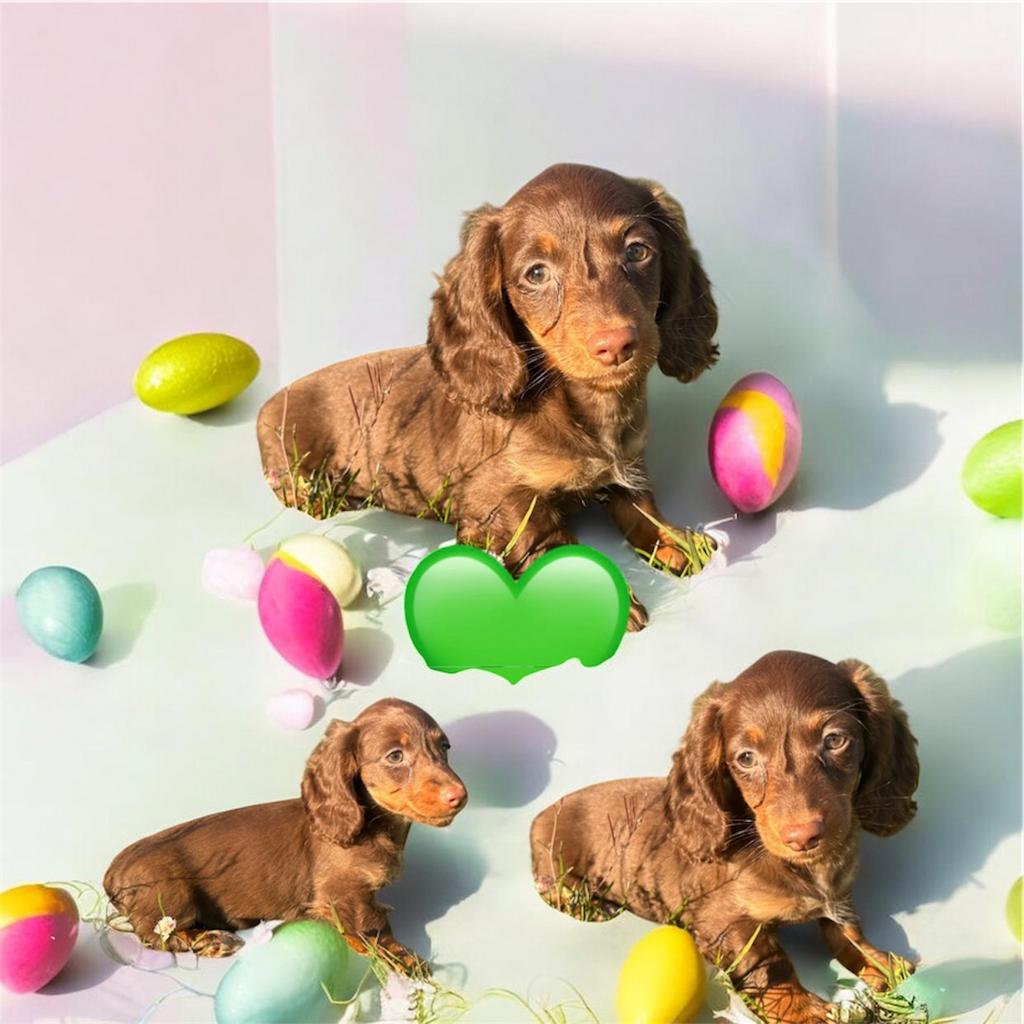 Mooie langharige dwergteckeltjes, Dieren en Toebehoren, België, Fokker | Hobbymatig, 8 tot 15 weken, Dwerg