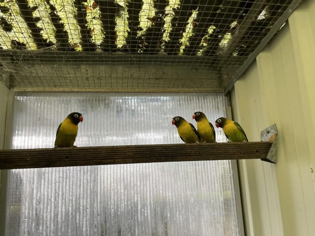 parkiet, Sexe inconnu, Perruche, Bagué