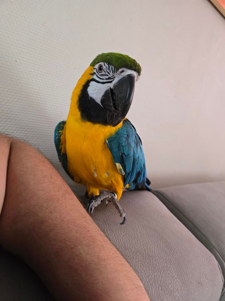 Proposer vos véhicule ara arouana + 2 cage + axesoire, Particulier, Électrique, Achat