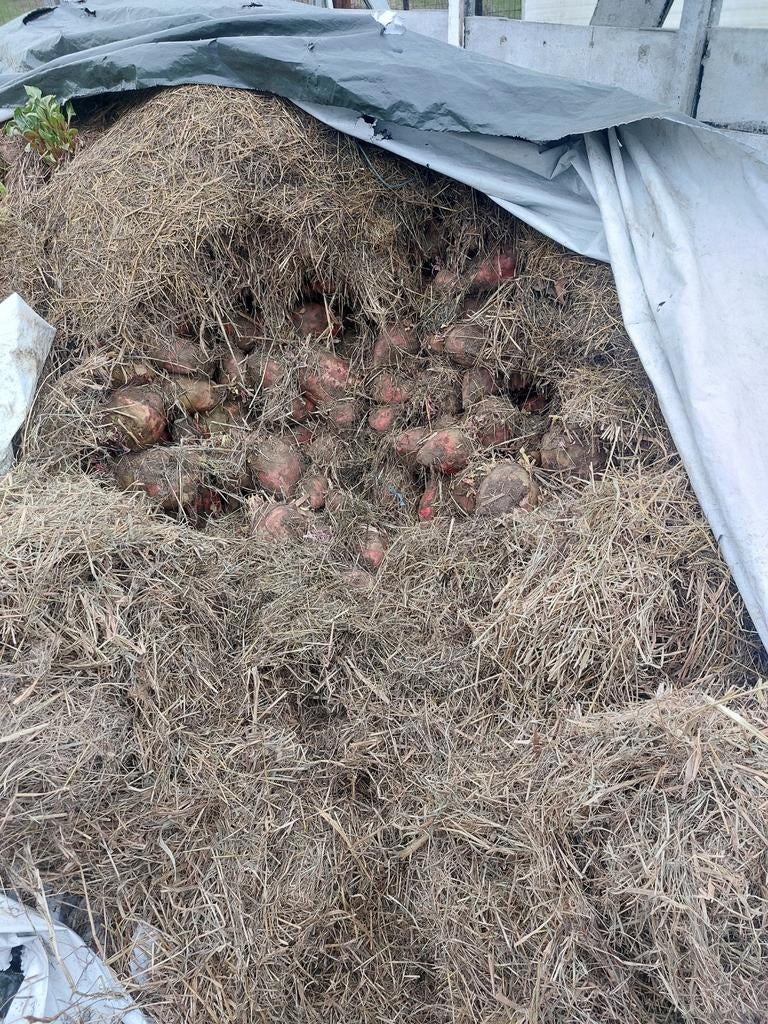 Bieten te koop, Dieren en Toebehoren, Paarden