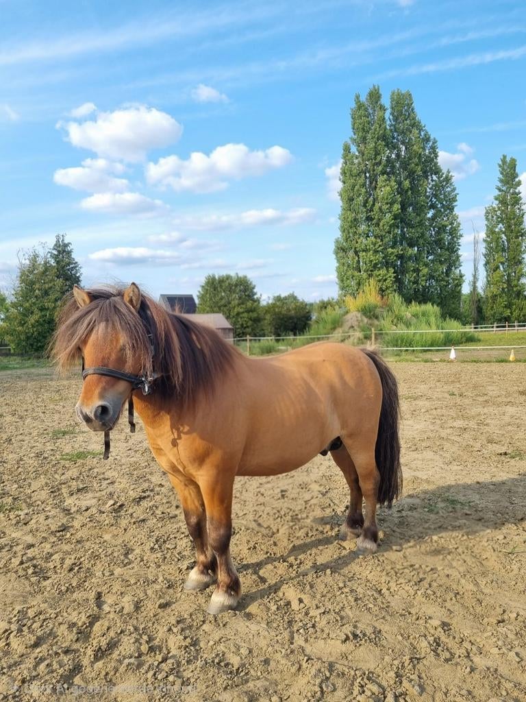 Super lieve Shetland (dek)hengstje, Dieren en Toebehoren, Pony's
