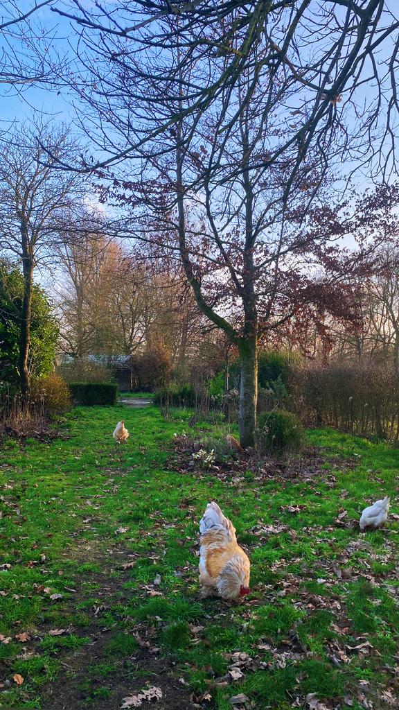 Gezocht: Araucana, Dieren en Toebehoren, Pluimvee, Kip, Vrouwelijk