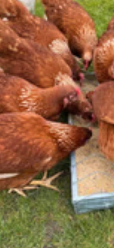 Jeunes poules pondeuses (pondant des œufs), Femelle, Poule ou poulet