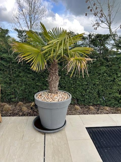 PALMBOOM WINTERHARD, Tuin en Terras, Planten | Bomen, Halfschaduw, 100 tot 250 cm, Zomer, Palmboom