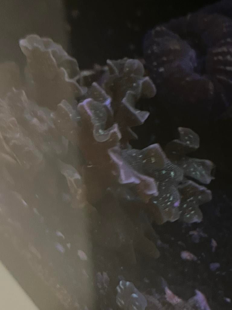 Aquarium marin-recifal coraux, Animaux & Accessoires, Enlèvement, Comme neuf, Aquarium d'eau de mer rempli