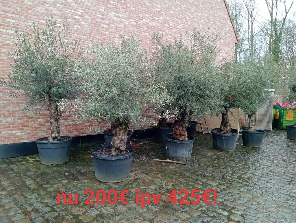 Super promo olijfbomen, Tuin en Terras, Ophalen