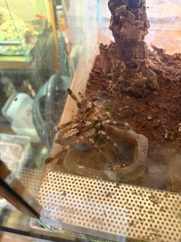 Poecilotheria regalis ( vrouwtje ), Spin of Schorpioen