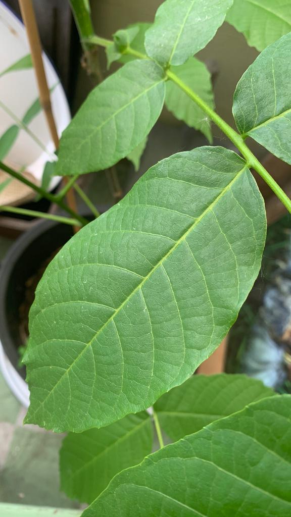 Notenboom / notelaar, Tuin en Terras, Ophalen, In pot, Volle zon, 100 tot 250 cm