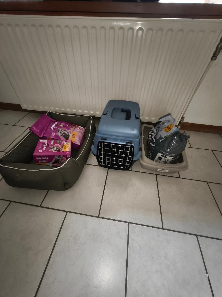 Ensemble pour chaton, Animaux & Accessoires, Accessoires pour chats, Comme neuf, Enlèvement
