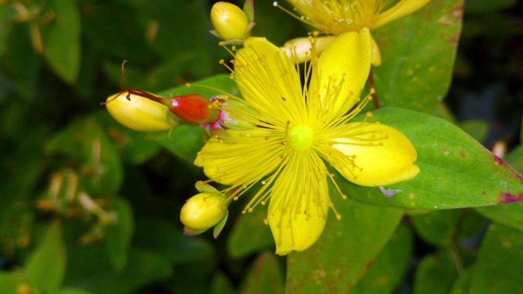 Hershooi Hypericum calysinum, Ophalen, Bodembedekkers, Vaste plant, Halfschaduw