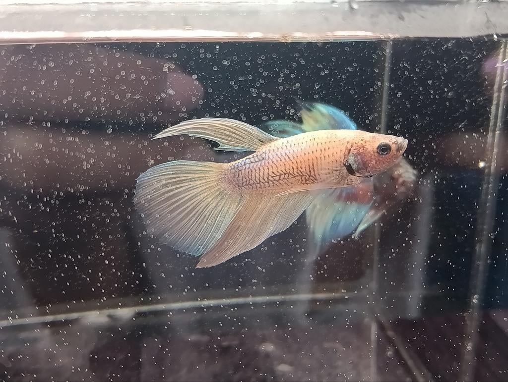 Betta veiltail pineapple unicorn, Dieren en Toebehoren, Vissen | Aquariumvissen, Vis