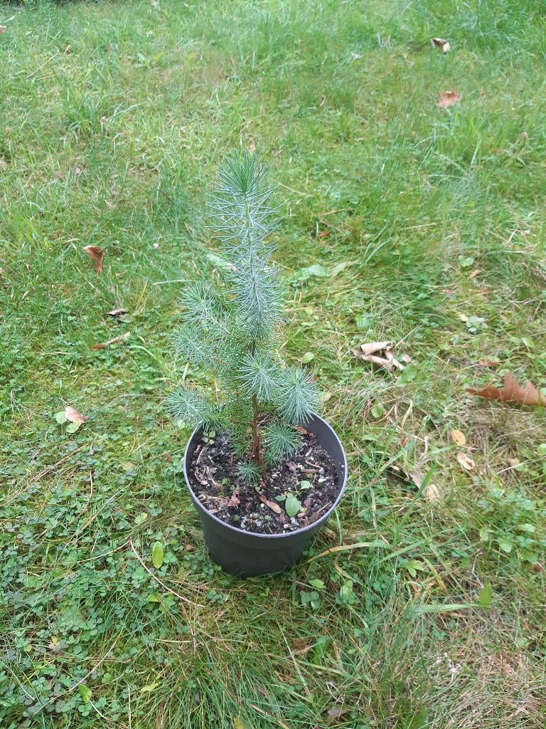 Parasolden, En pot, Moins de 100 cm, Plein soleil, Autres espèces