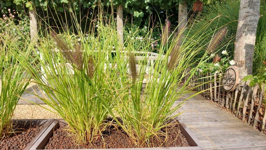 Pennisetum alopecuroides « Red Head », Jardin & Terrasse, Enlèvement, Graminées ornementales