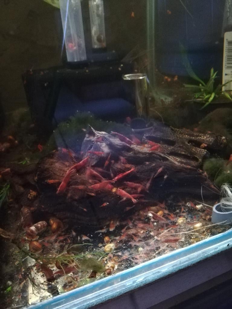 Vuurgarnalen, Kreeft, Krab of Garnaal, Zoetwatervis, Schoolvis