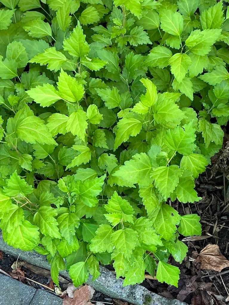Jeunes pousses d'hibiscus., Enlèvement, Autres espèces, Arbuste, 100 à 250 cm