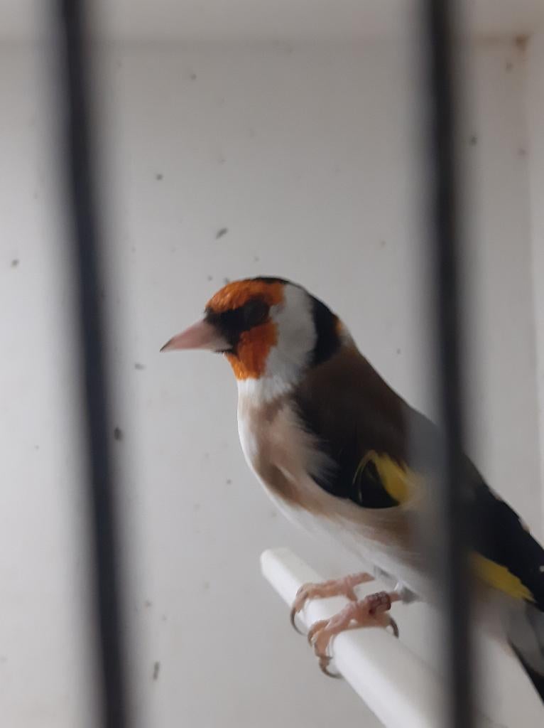 Distelvinken, Enlèvement