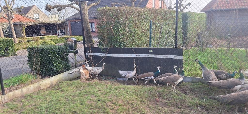 Pauwen 1 jaar oud, Dieren en Toebehoren