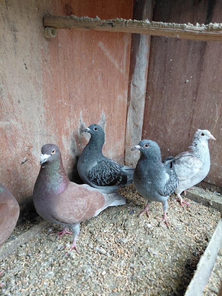 Jonge duiven, Dieren en Toebehoren, Vogels | Duiven