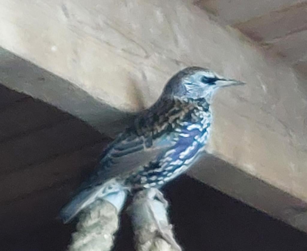 Europese spreeuw man., Dieren en Toebehoren, Geringd