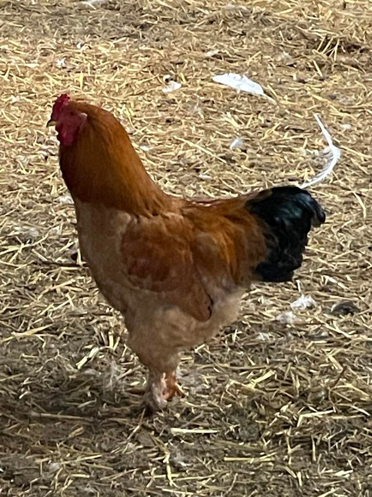 Coq brahma, Animaux & Accessoires, Mâle, Poule ou poulet