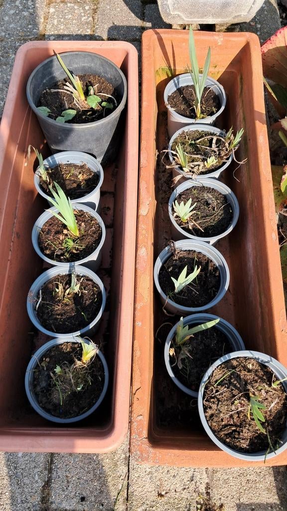 Gele lis in pot., Ophalen, Nieuw