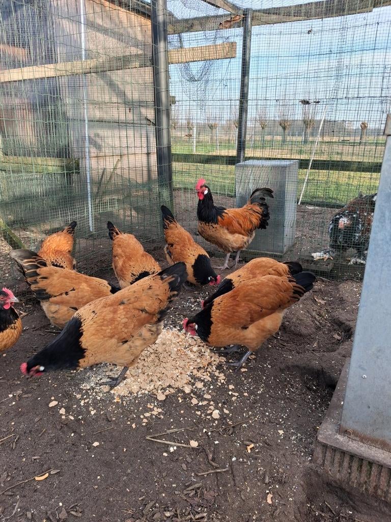 Broedeieren vorwerk, Dieren en Toebehoren