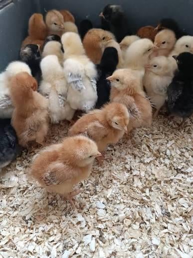 Eendagskuikens/Paaskuikens (100% hennen), Dieren en Toebehoren, Pluimvee