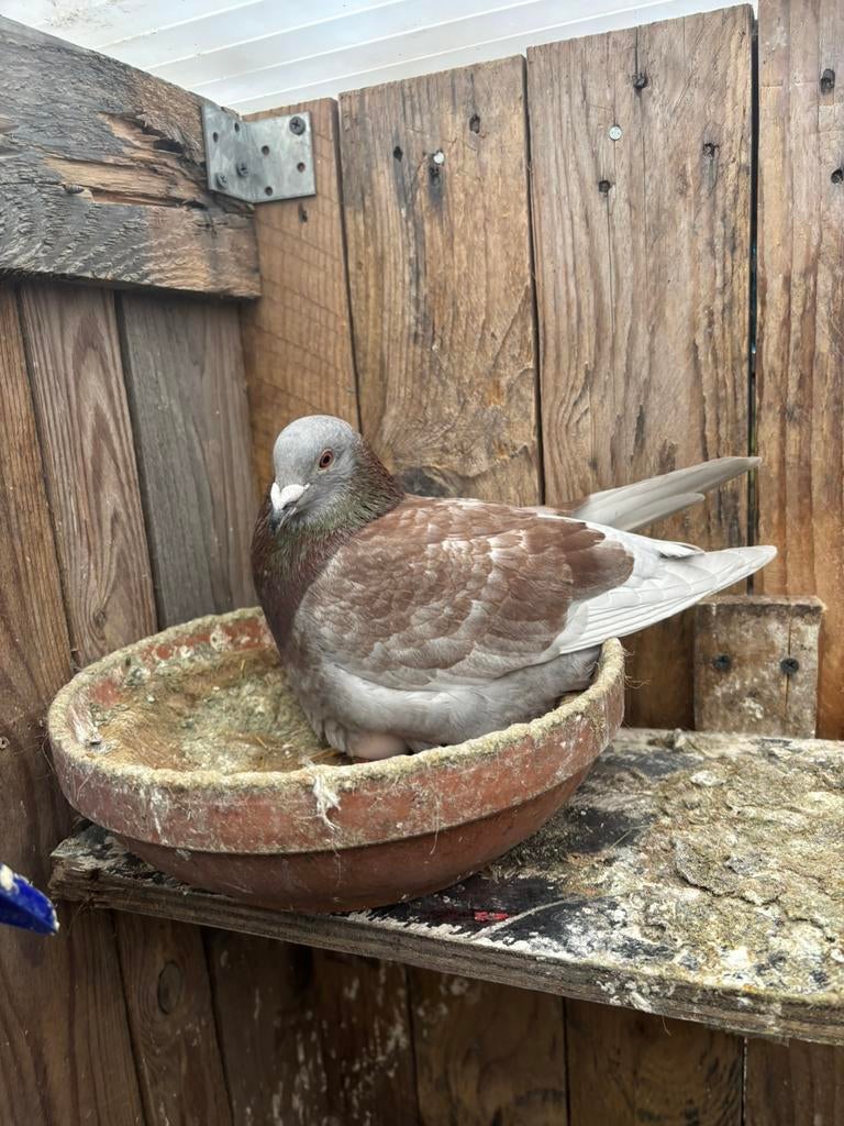 4 duivers postduiven beschikbaar/te koop