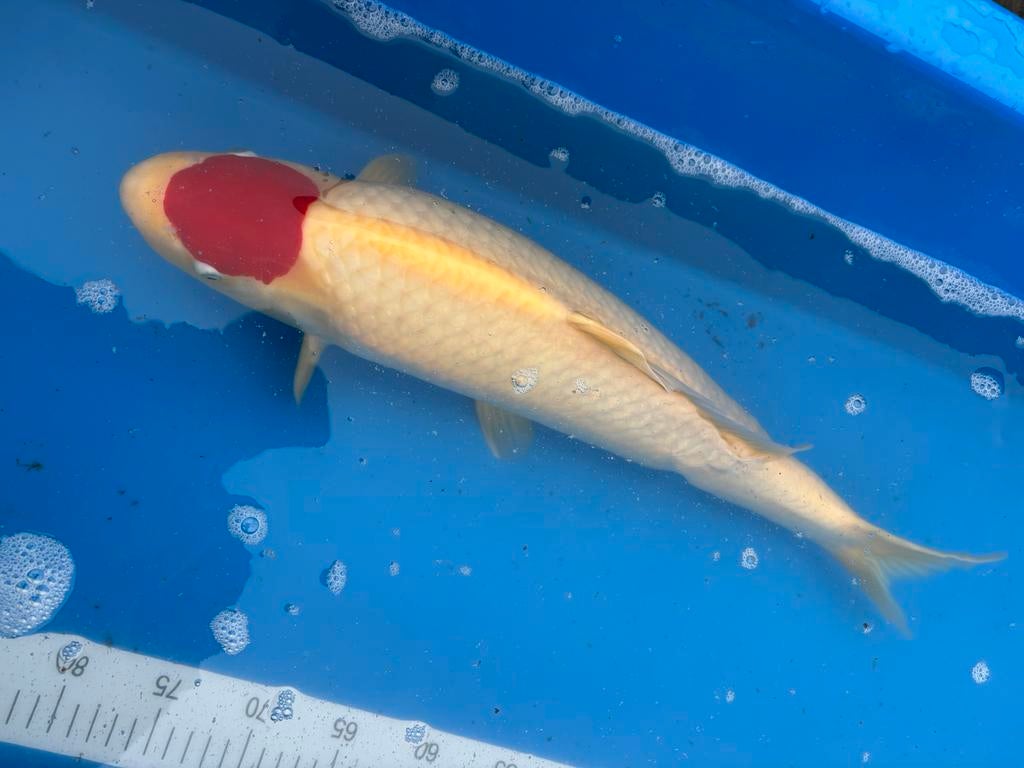 Super tancho, Dieren en Toebehoren, Karper of Koi