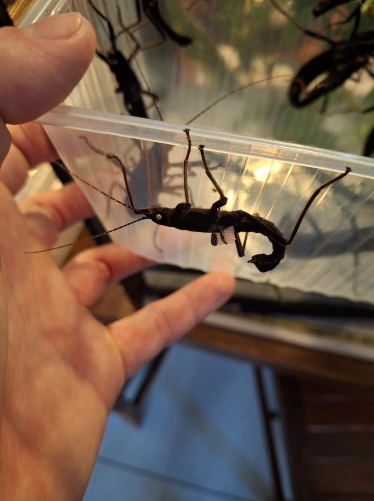 Psg 270 - Peruphasma schultei, red & pinkwing eitjes, Dieren en Toebehoren, Insecten en Spinnen, Wandelende tak