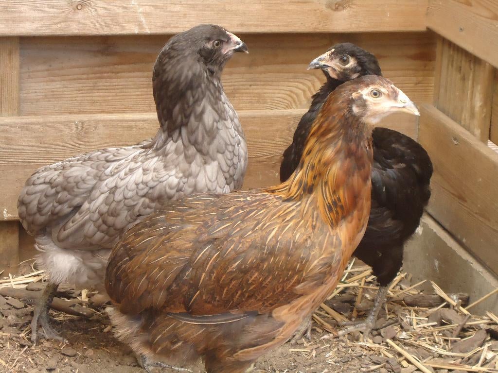 kippen : Araucana, Amrock, leghorn en zijdehoenders, Dieren en Toebehoren, Pluimvee, Meerdere dieren, Kip