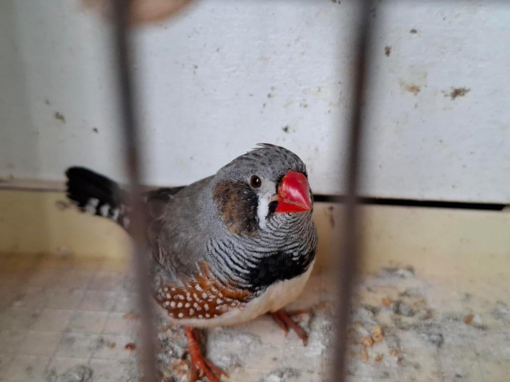 Zebravink, Dieren en Toebehoren, Vogels | Overige Vogels