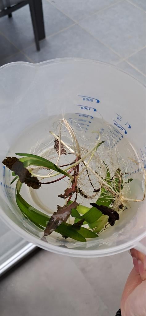 Aquariumplanten, Ophalen of Verzenden, Nieuw, Plant(en), Steen of Hout