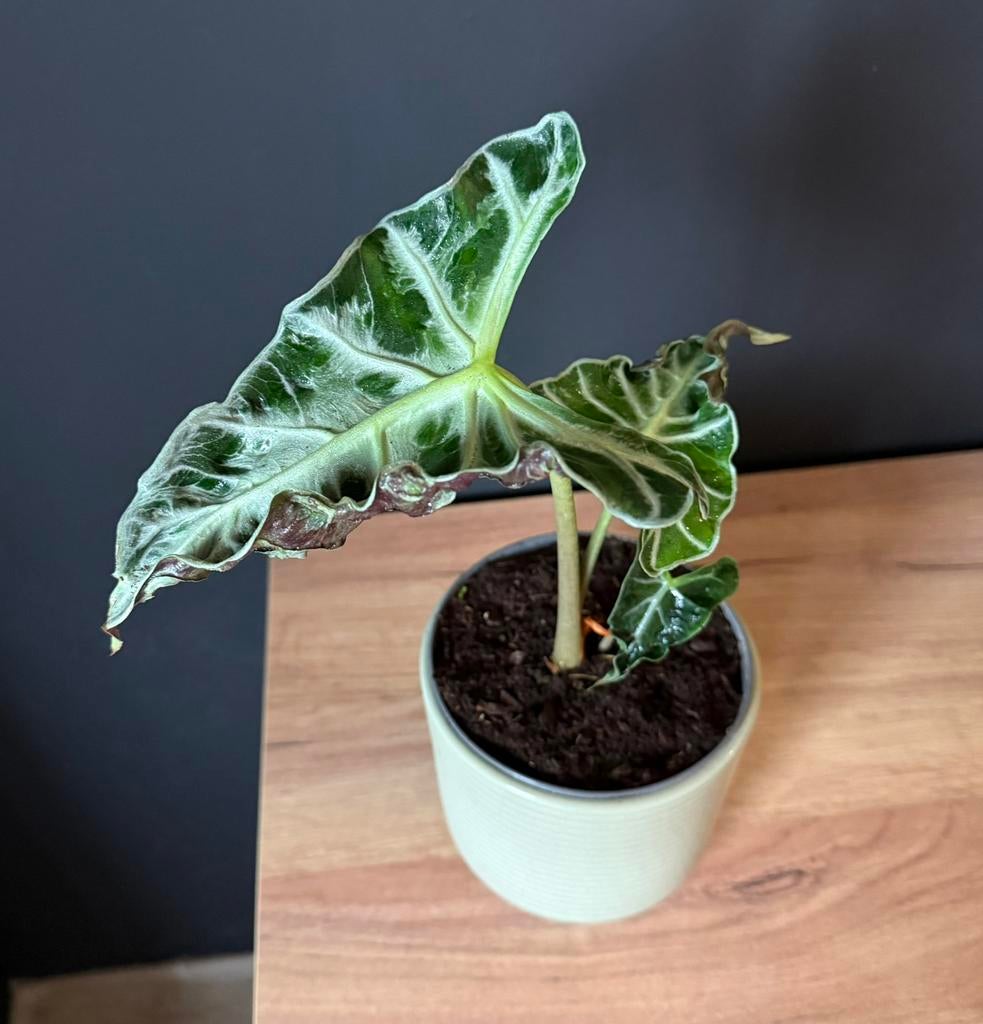 Alocasia Loco, Huis en Inrichting, Ophalen of Verzenden