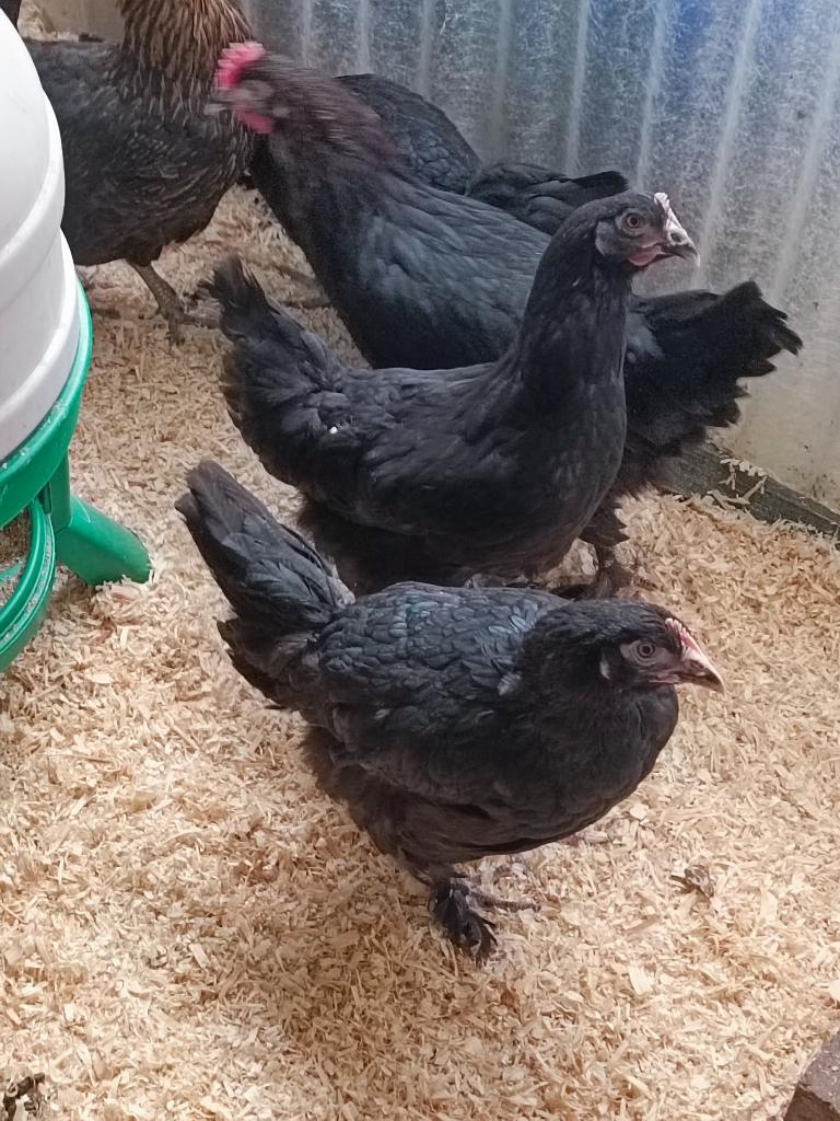 poussins d'un jour pondent oeufs coloré pour le 26 mai, Animaux & Accessoires, Femelle, Poule ou poulet